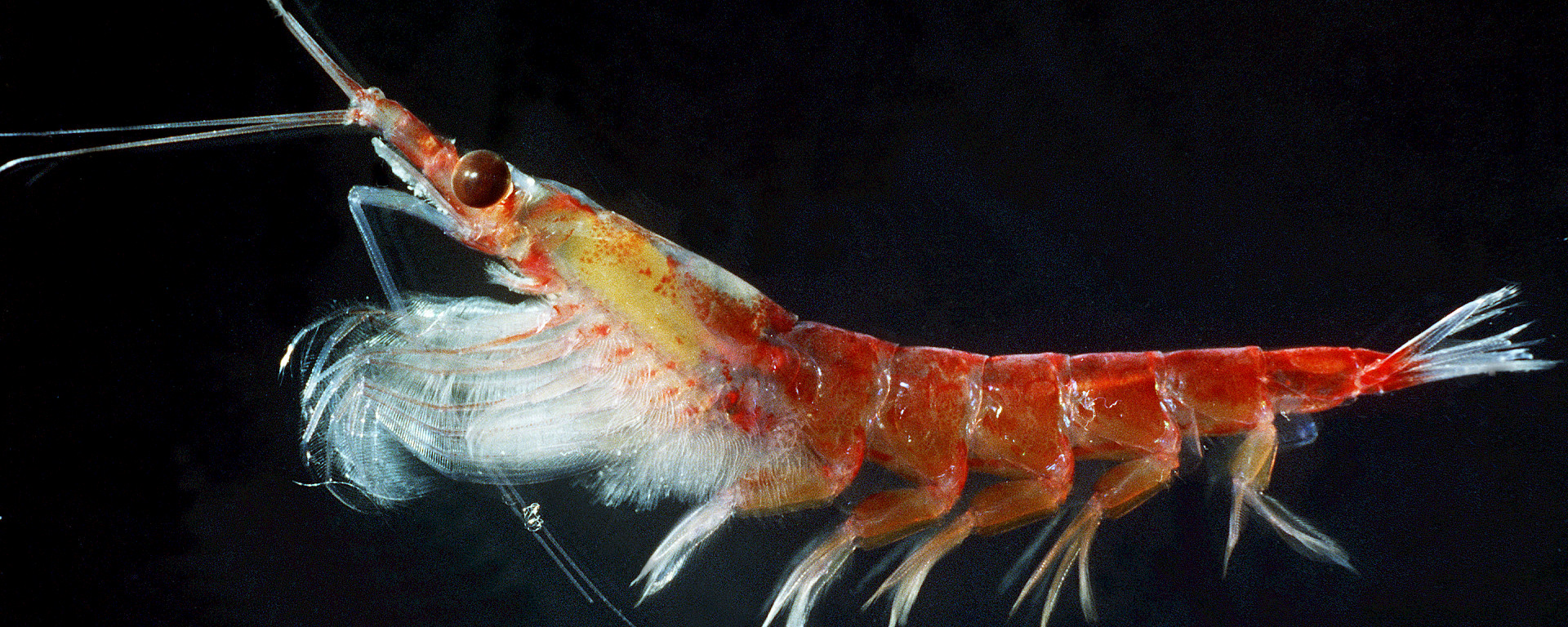 Shrimp diet examples