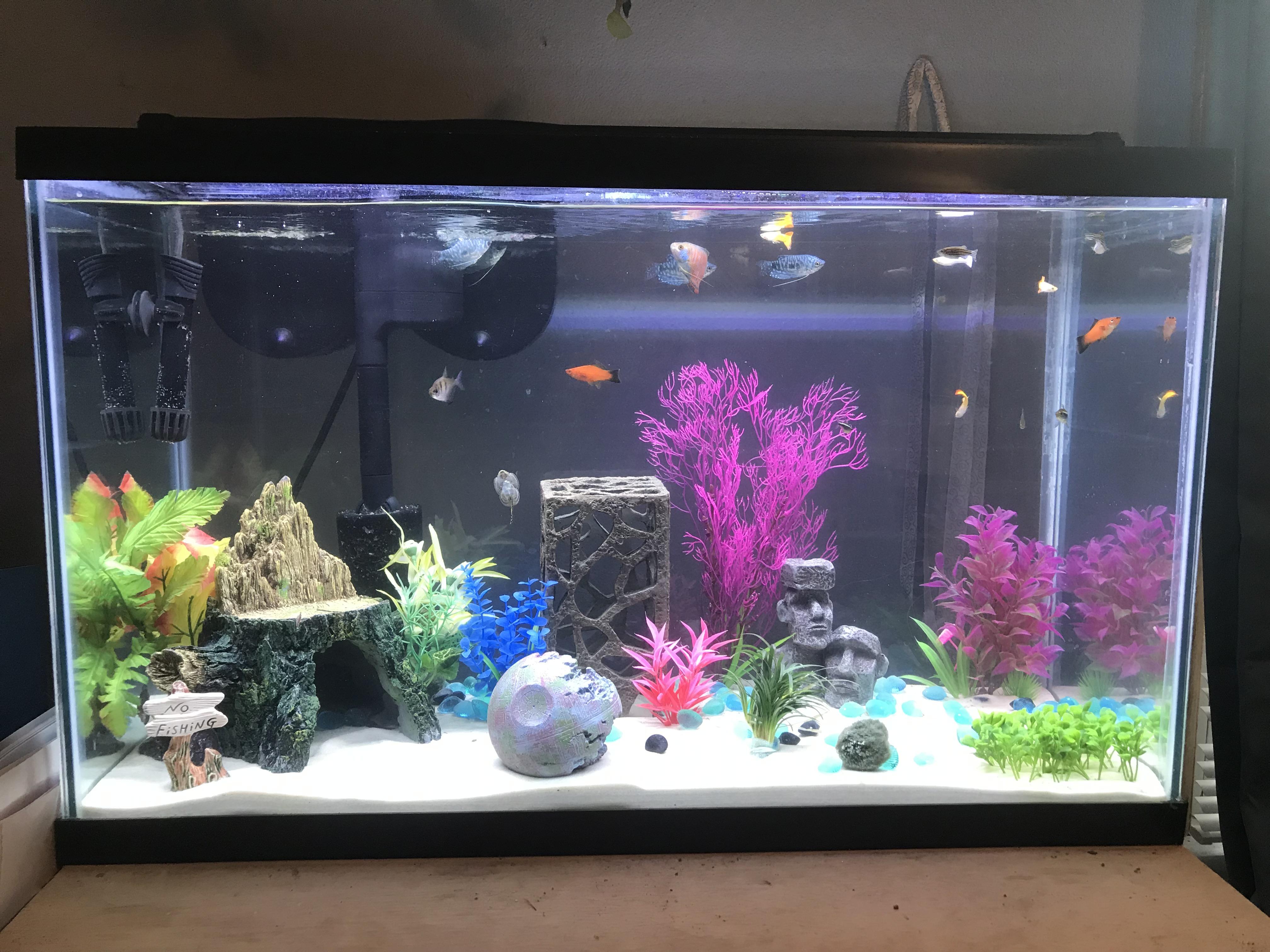 30 Gallon Fish Tank