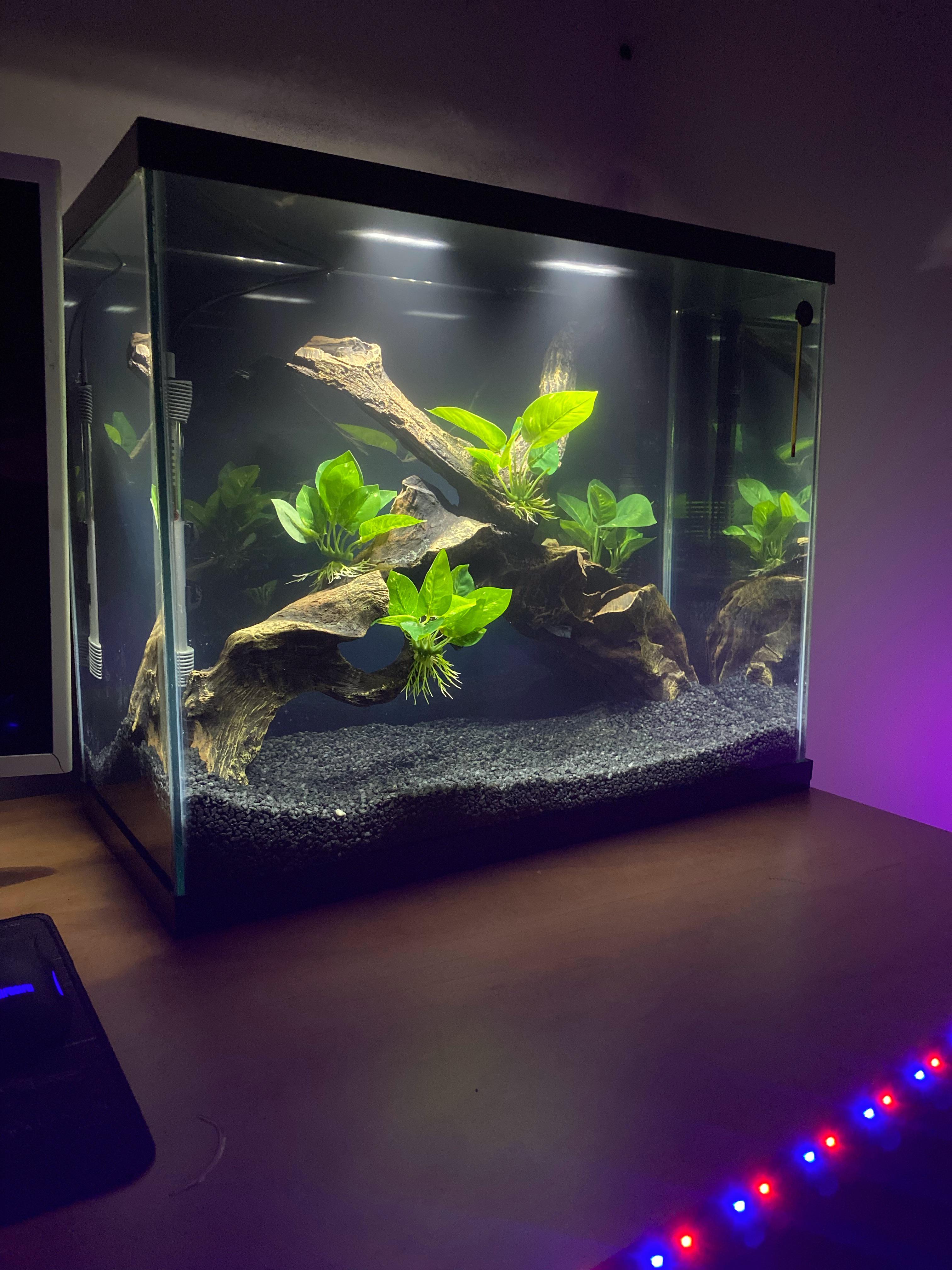 Setting Up a 30 Gallon Fish Tank