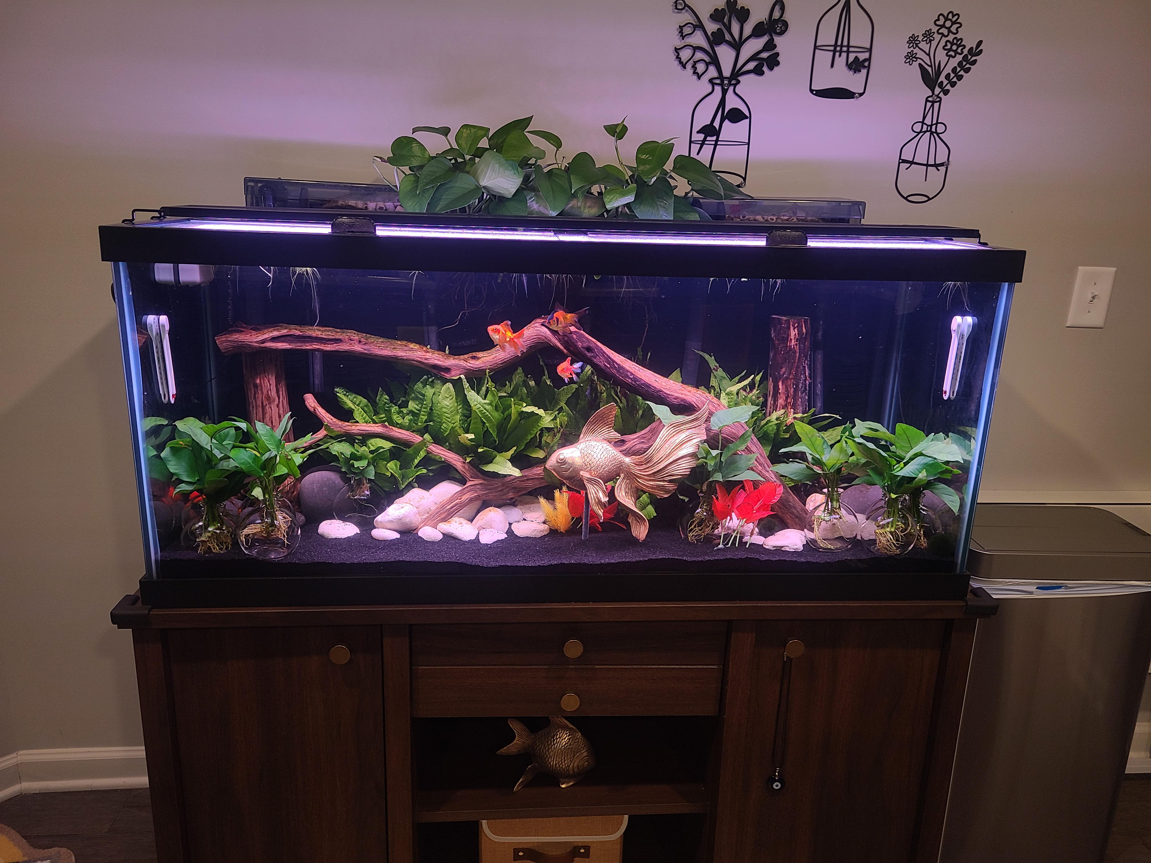 75 gallon fish tank