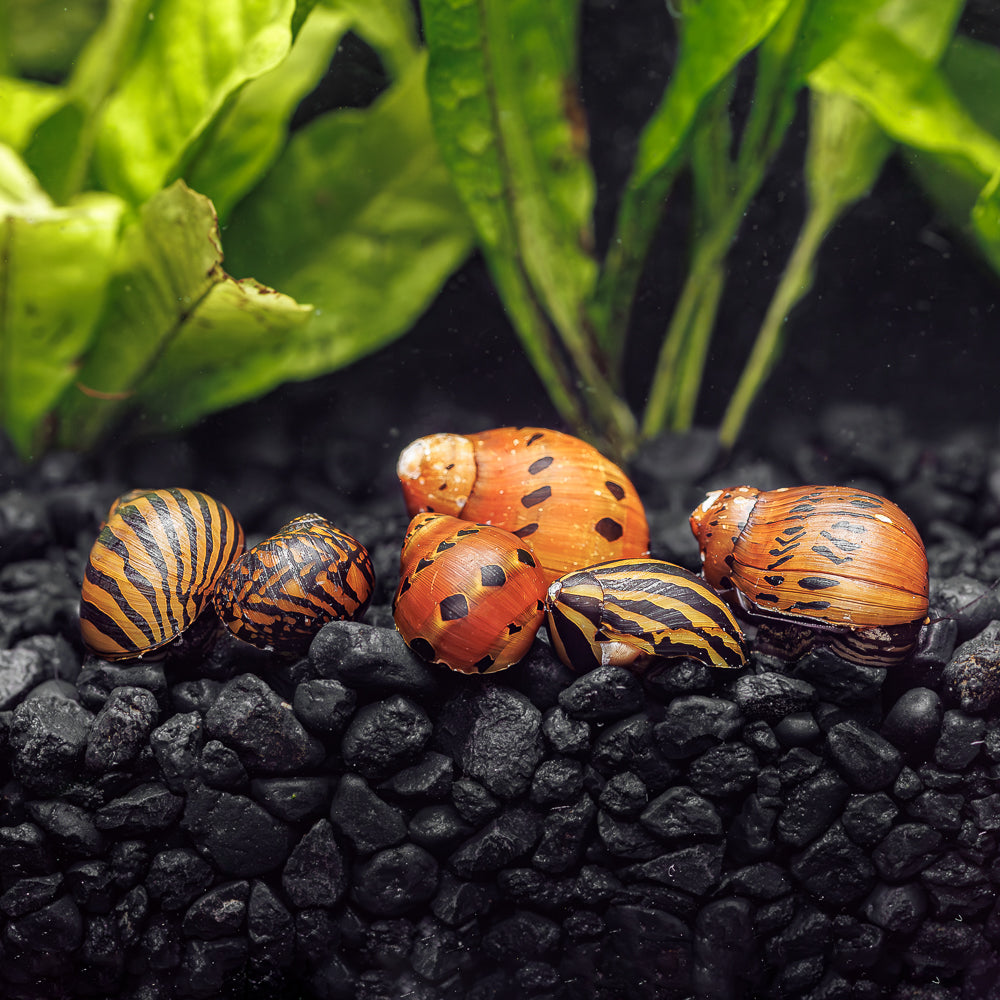 Nerite Snails for Sale