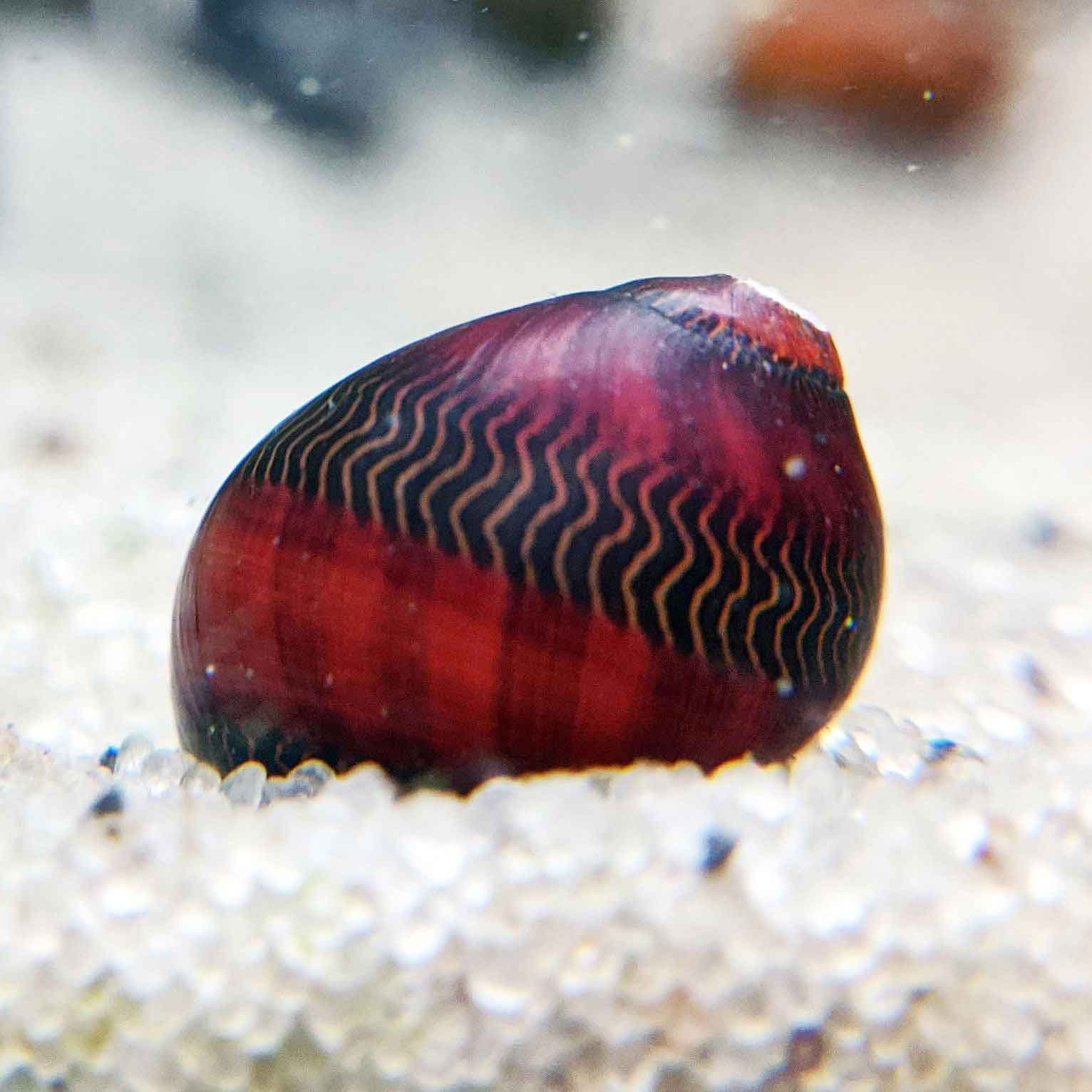 Variety of Nerite Snails