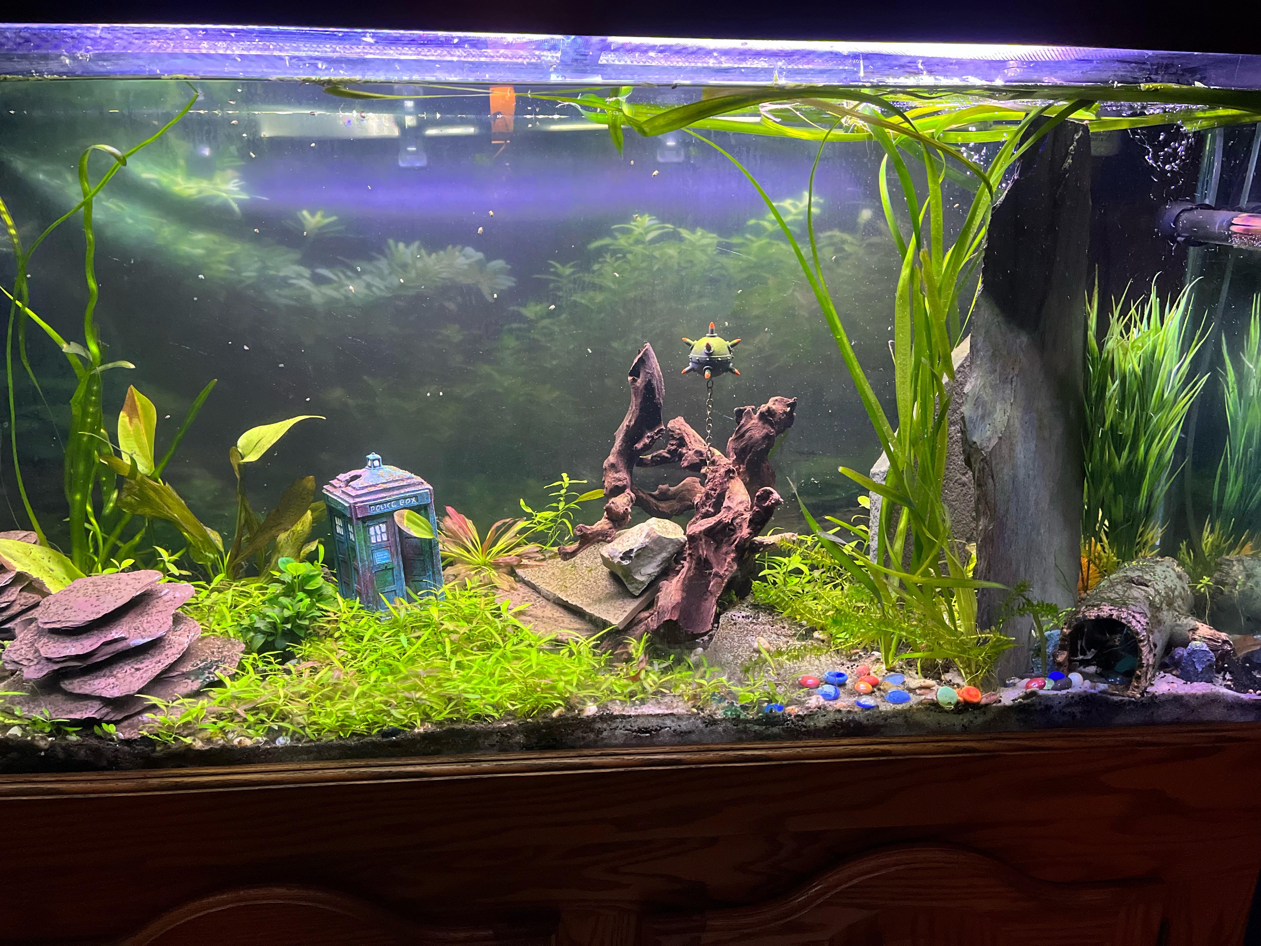 Aquascape with plants in 55 gallon tank