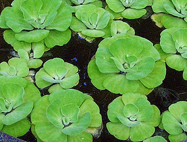 Pond Plants Variety