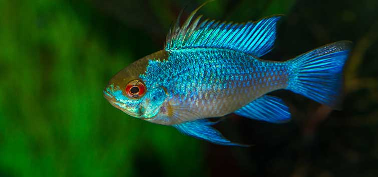 Blue Ram Cichlid