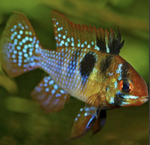 Blue Ram Cichlid Two