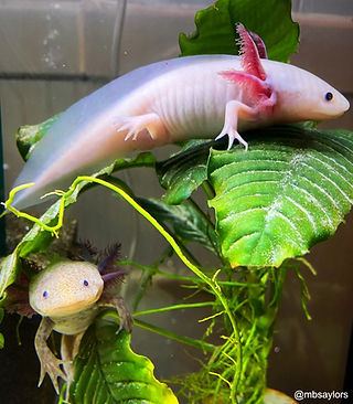 Axolotl Setup