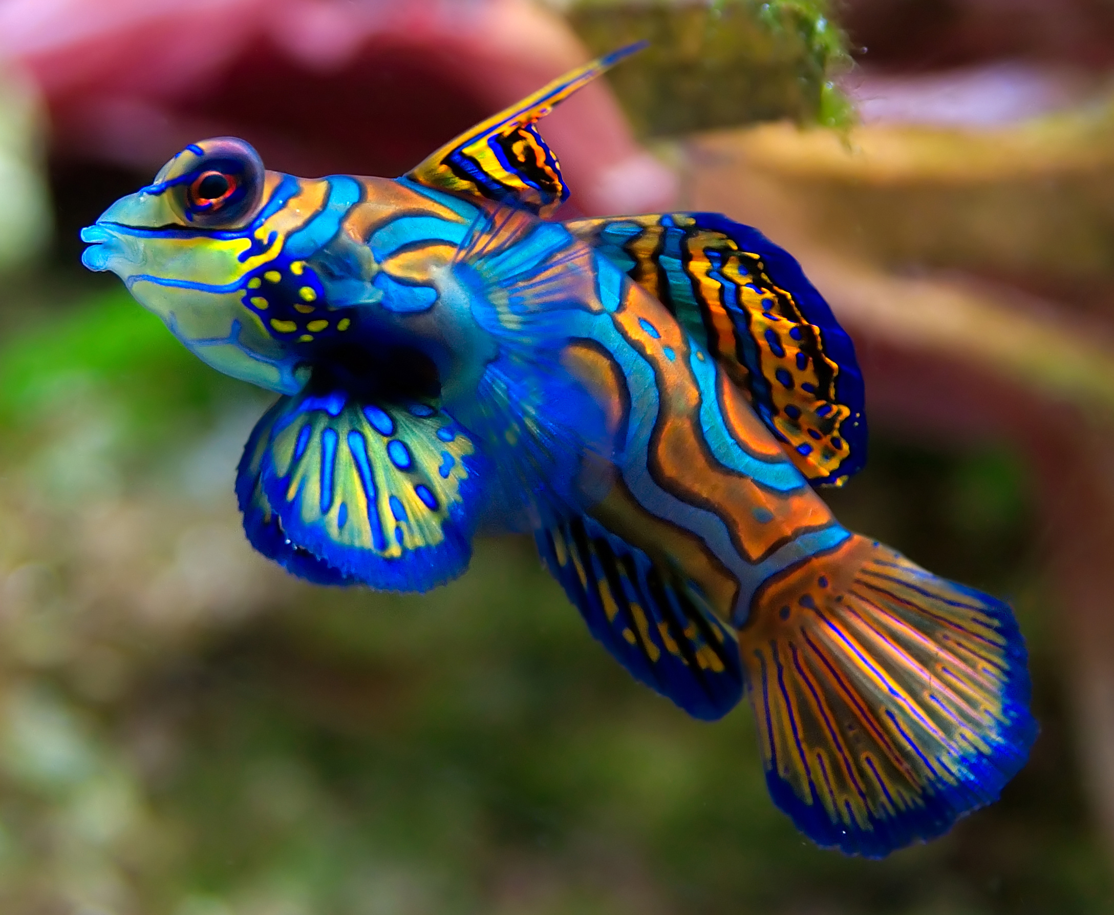 Colorful Freshwater Fish