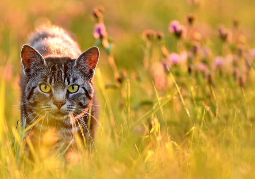 Are Cats Omnivores?