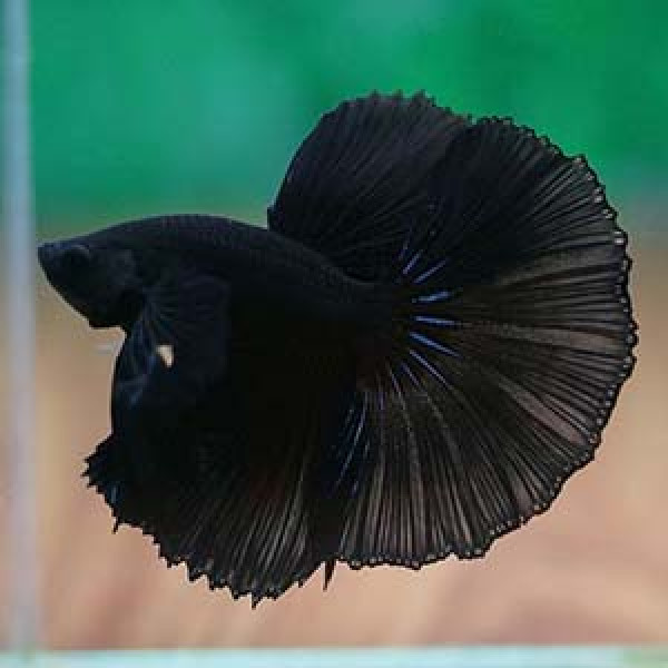 Another view of Black Betta Fish