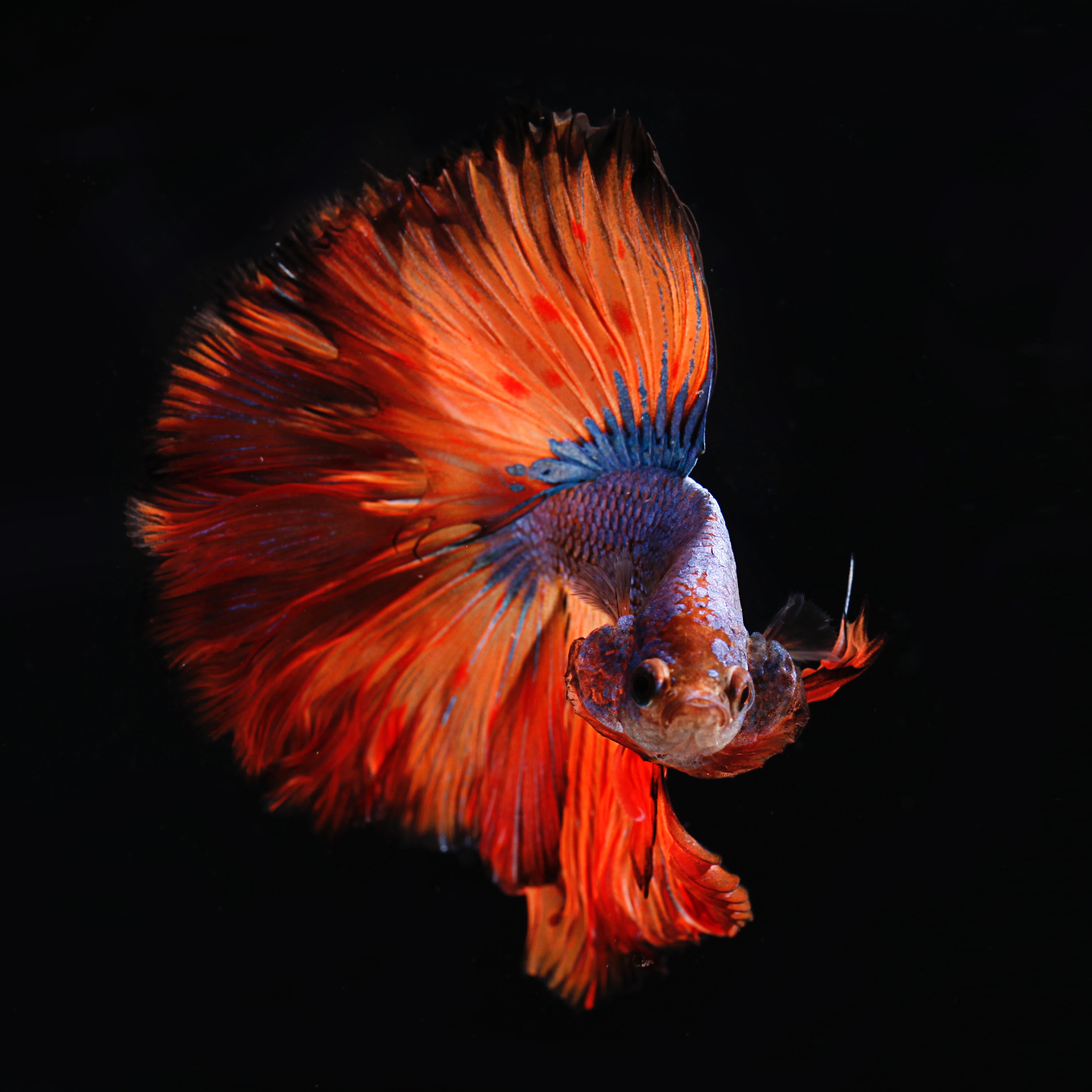 Beautiful Betta Fish 2