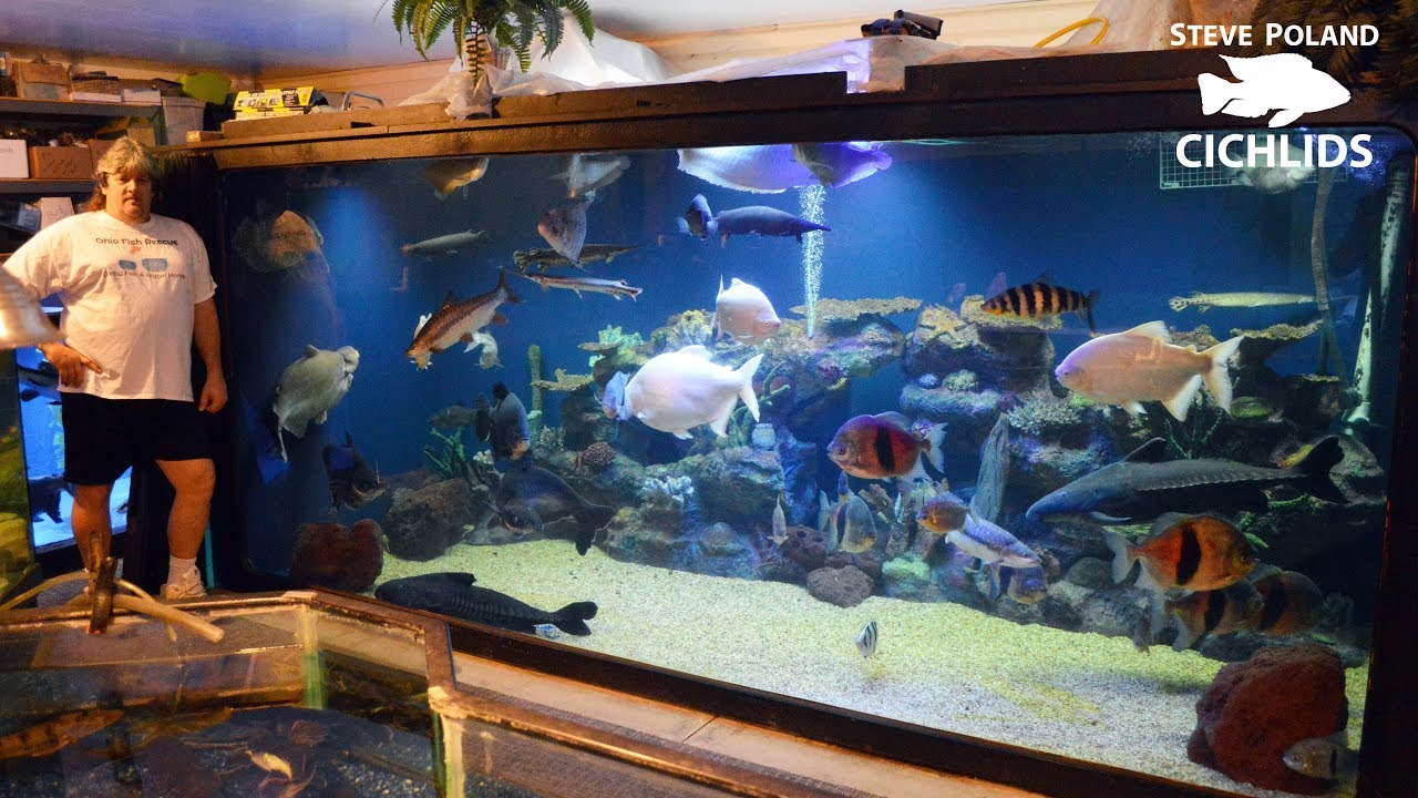 Maintaining a large fish tank