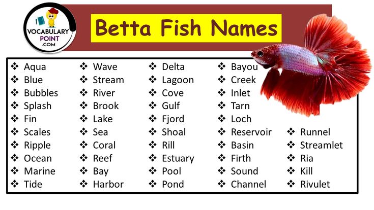 Creative Betta Fish Naming