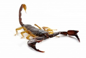 Scorpions for Sale