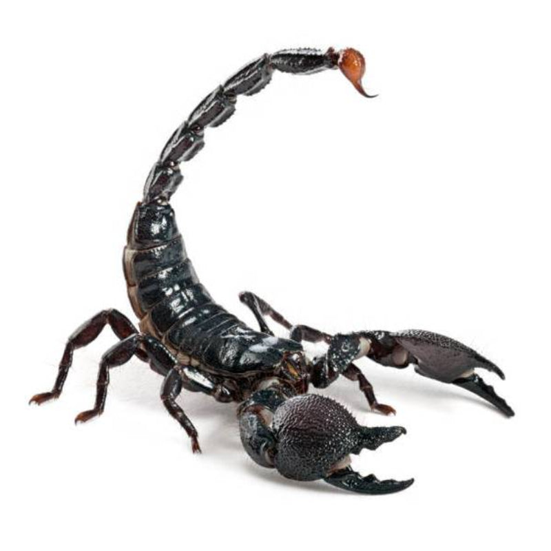 Emperor Scorpion