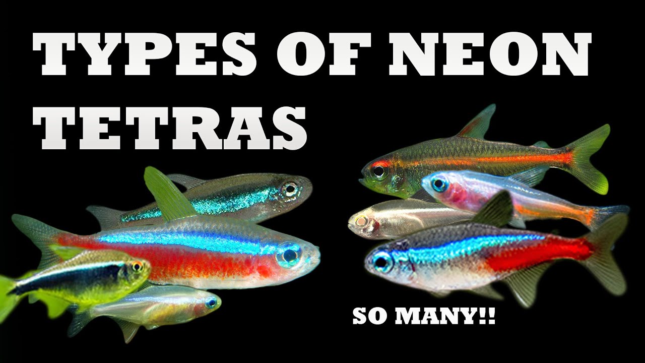 Variety of Tetra Fish