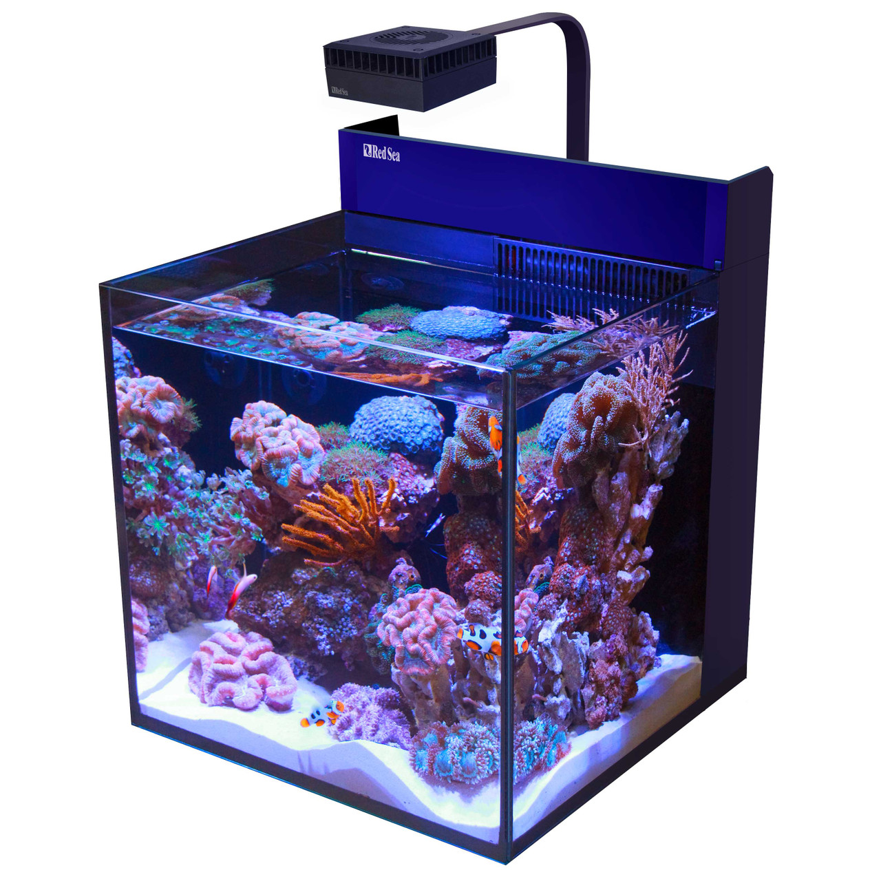 Saltwater Tank Image 1