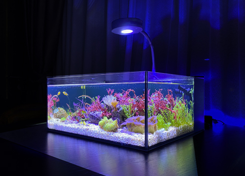 Saltwater Tank Image 2