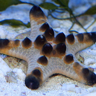 Starfish for Sale