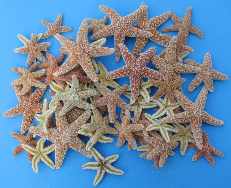 Collection of Starfish