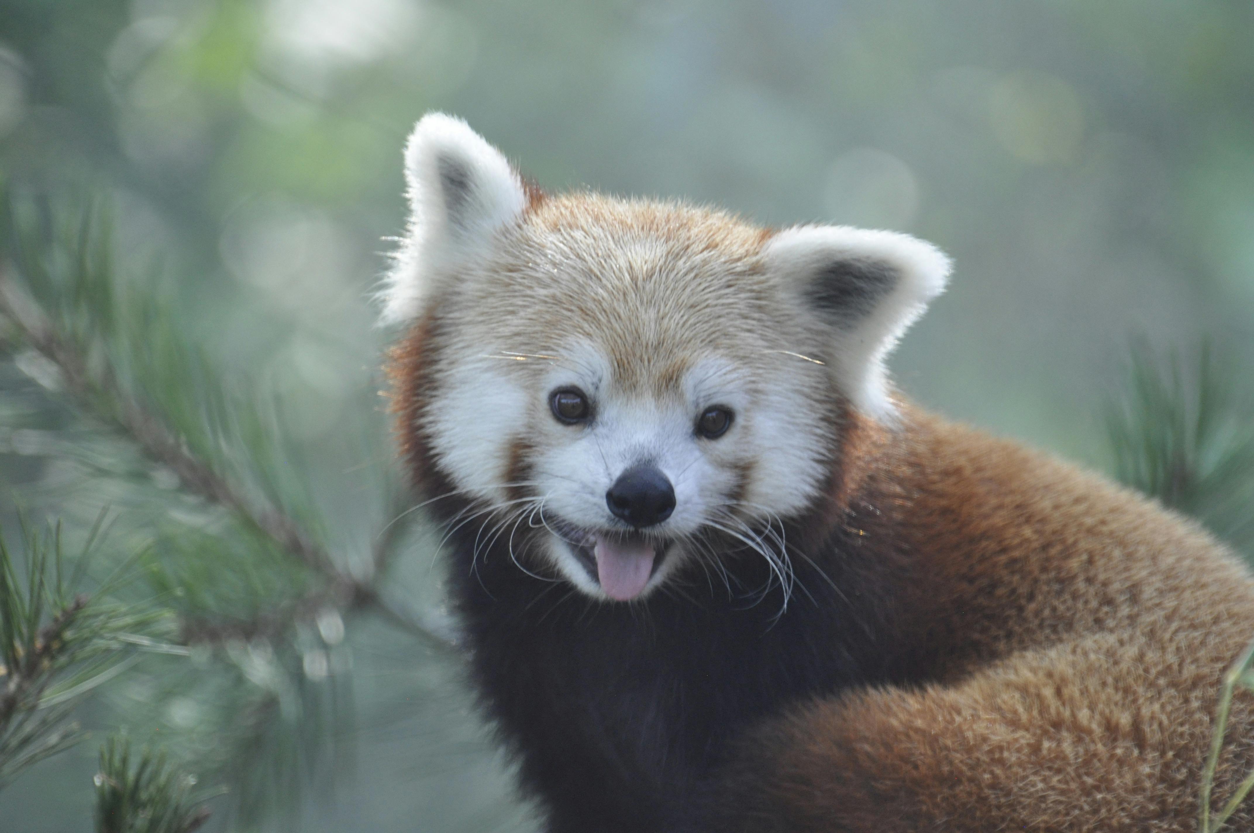 Albino Red Panda Nature