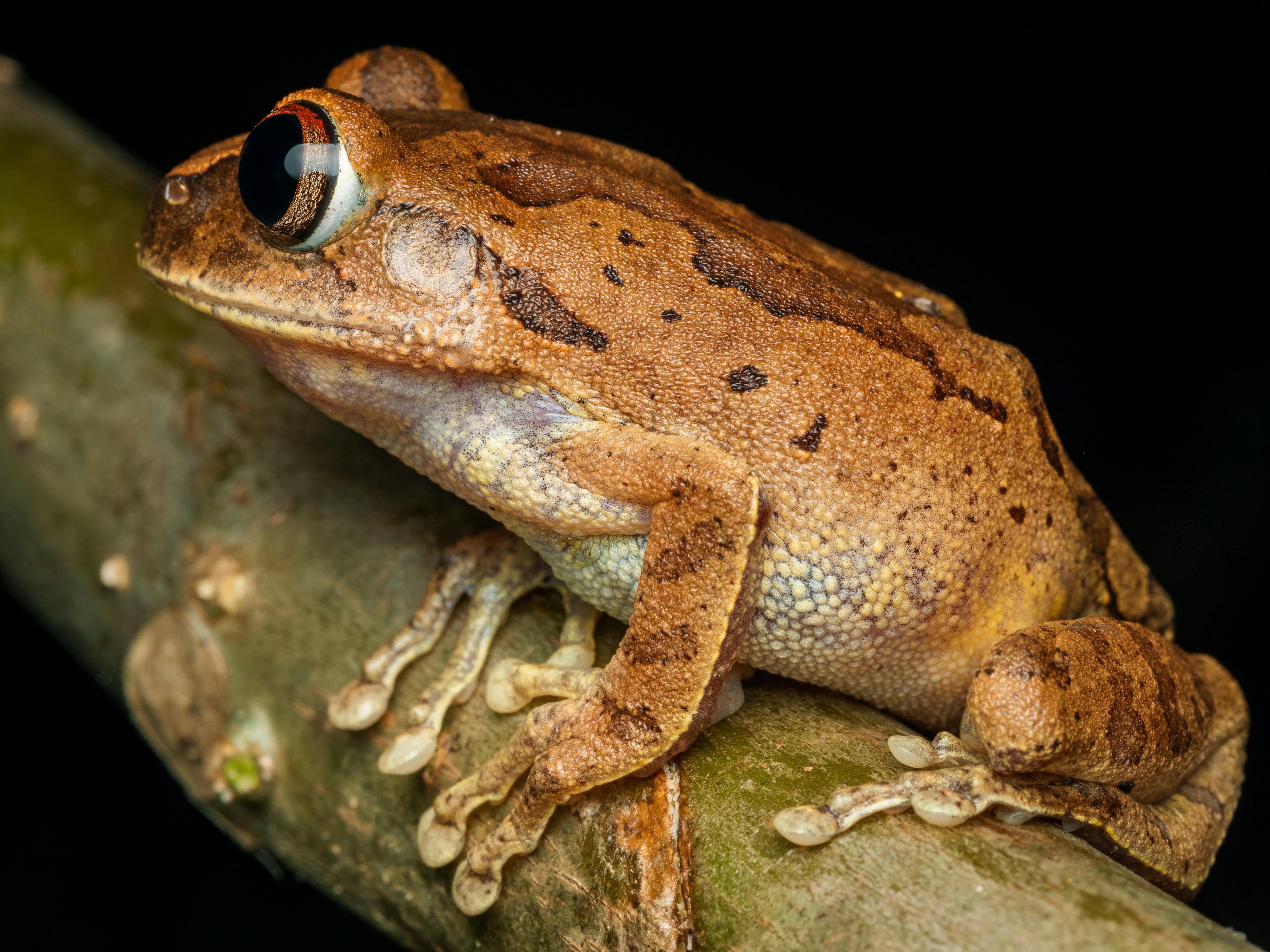 African Dwarf Frog Tank Setup