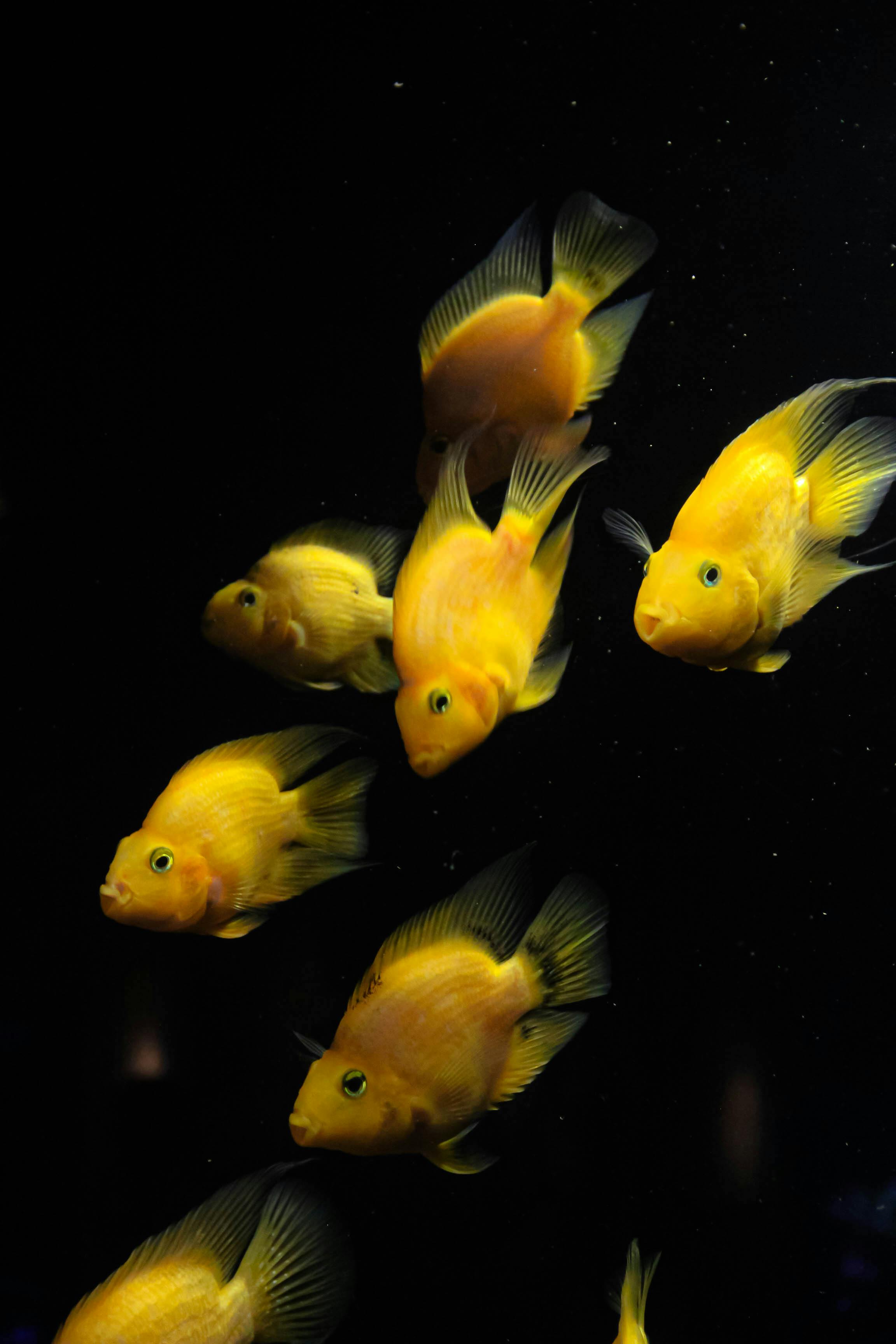 African Cichlid Tank