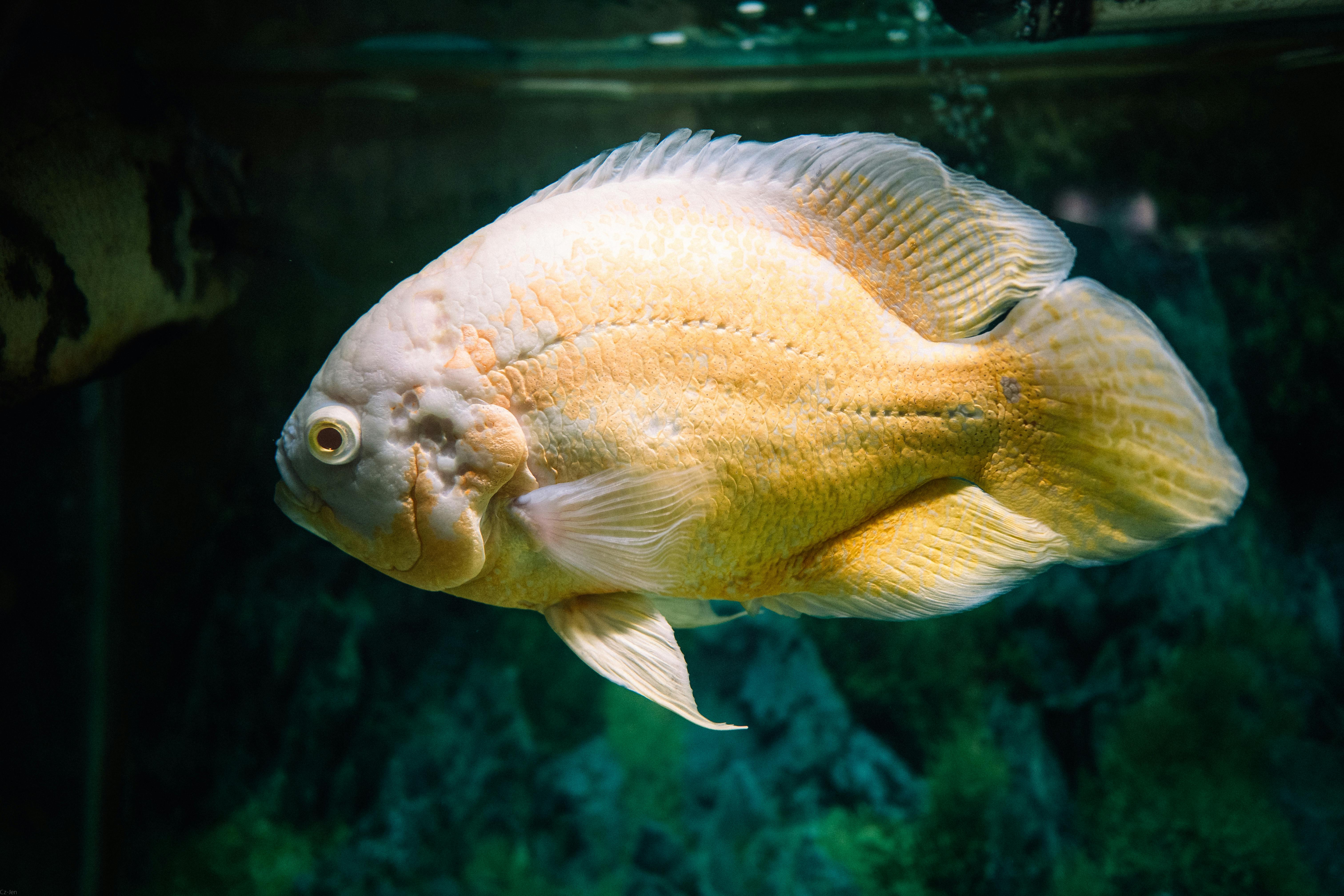 Oscar Fish in Aquarium