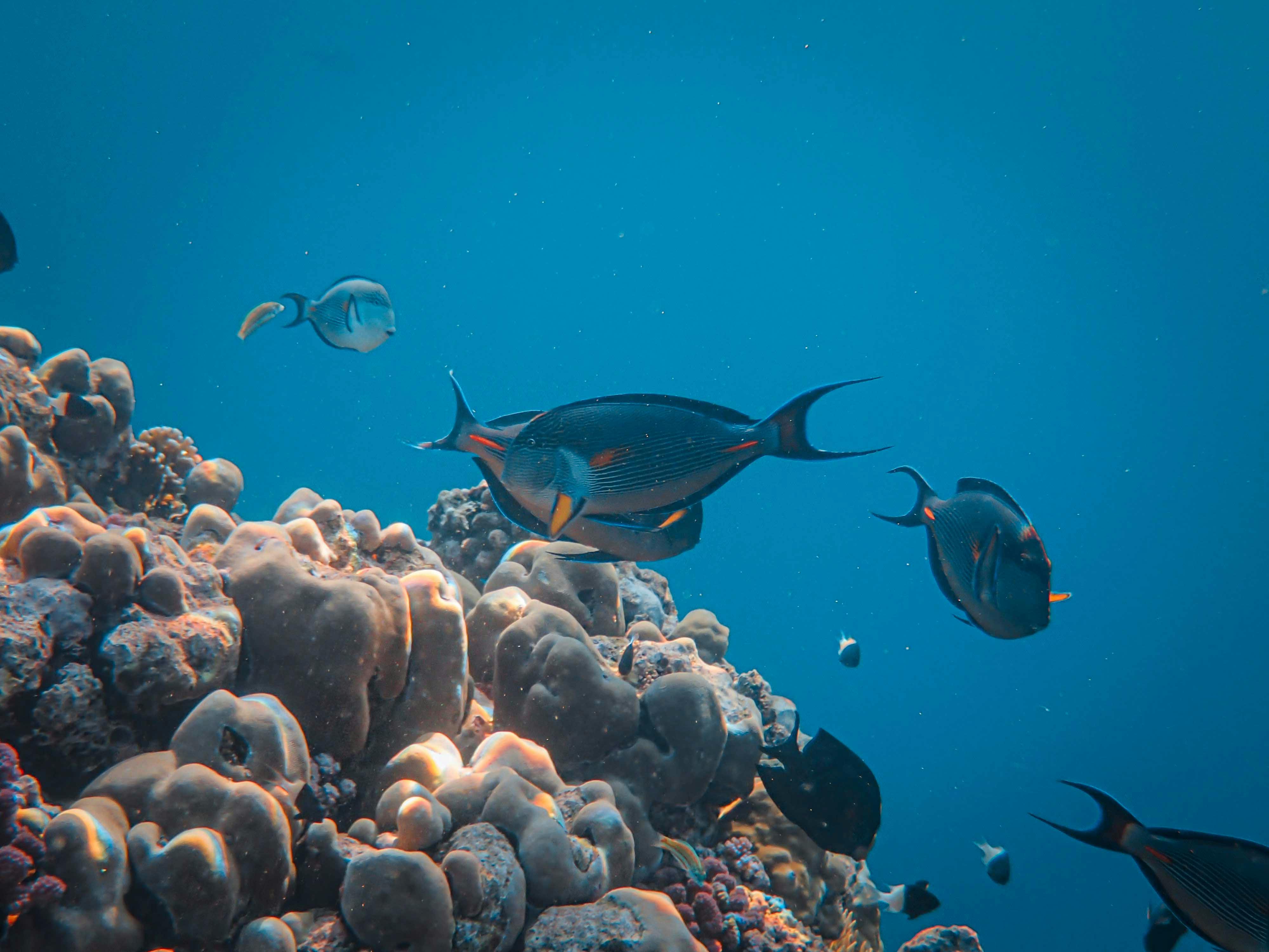 Colorful Reef Environment