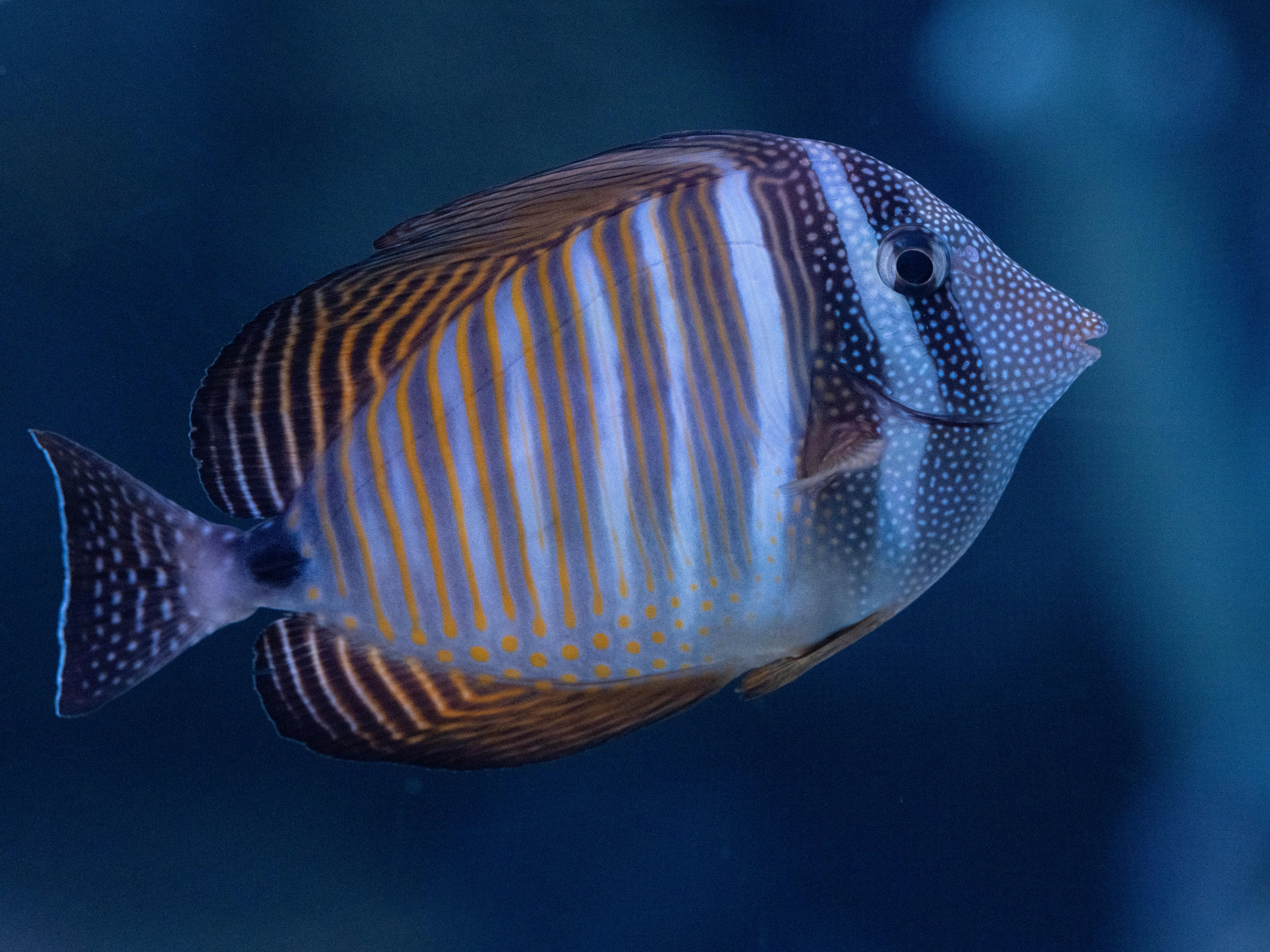 Colorful aquarium snails